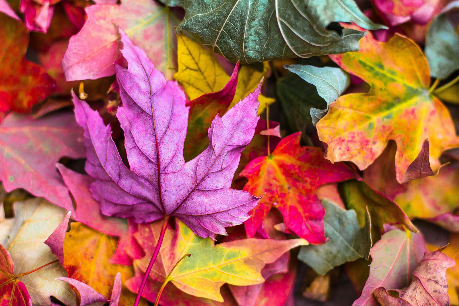 Print vs digital in your content strategy - Calaméo Blog