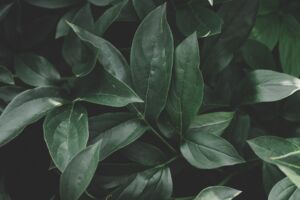 Content marketing: why you should create evergreen content